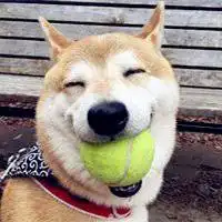 呆萌柴犬头像图片微信头像图片大全
