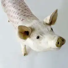 lv猪一张皮卖20万
