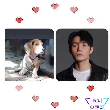 杨丞琳晒狗界李荣浩,直言需好友陪伴入睡,被迫异地太久好心酸
