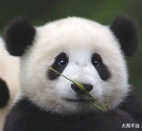 blackpink违规接触熊猫幼崽,粉丝霸气护主熊猫而已,比人还金贵
