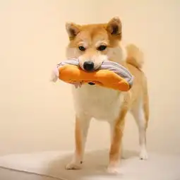 最喜欢的食物是吐司呆萌柴犬daifuku吃货日记
