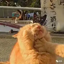 橘猫只是走个胃,而你却先走了心
