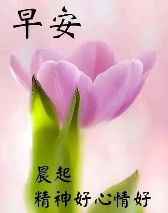 最新版微信早安正能量问候语,早上好的漂亮表情图片
