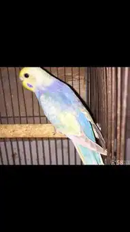 大家帮忙看看这对鸟是虎皮鹦鹉里面的什么品种公鸟是大头吗它们会出什么颜色小鸟啊
