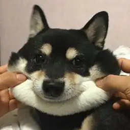 换不了头像是不是
