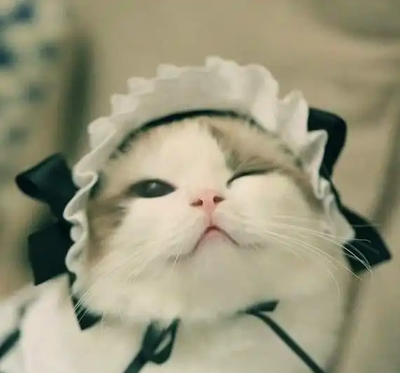 网友又买到了星期猫,小喵今天帮你区分正规猫舍和后院猫
