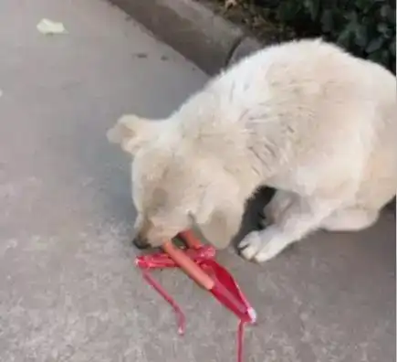 网友每天准时去喂流浪狗,却因为一张图片被爱狗人士狂喷
