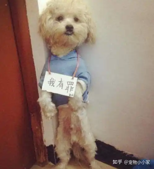 养狗禁忌主人再生气,也不能这样惩罚狗狗
