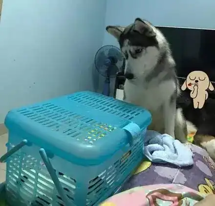 二哈撩上了比格,可生了孩子后,才发现自己好像被绿了...
