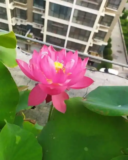 13种花,赏完还能吃,炸煎炒滑汤,美味又养颜财经头条
