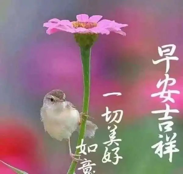 2021年非常好看的早上好问候祝福语录,免打字早安问候祝福语图片带字温馨
