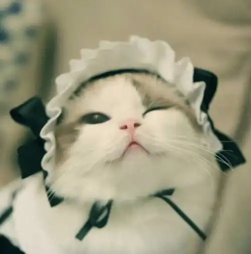 新手养猫准备工作上
