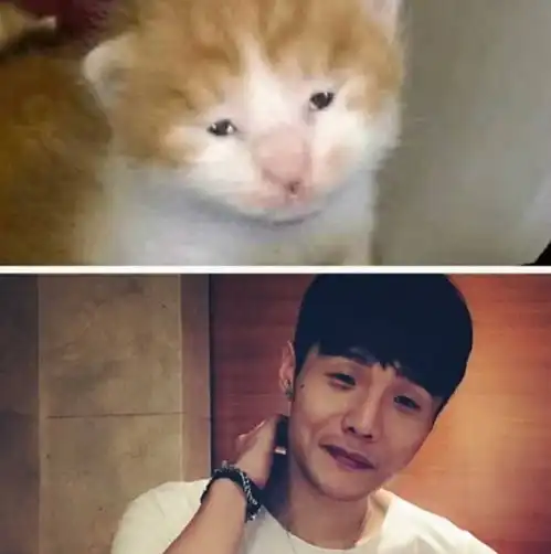 又到了看猫猜明星的时候了,你能答对几个
