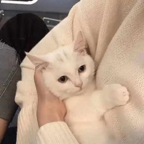 分享甜甜甜甜的猫猫头像
