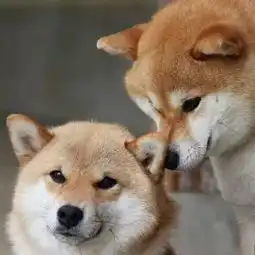 猫猫狗狗的有爱情侣头像
