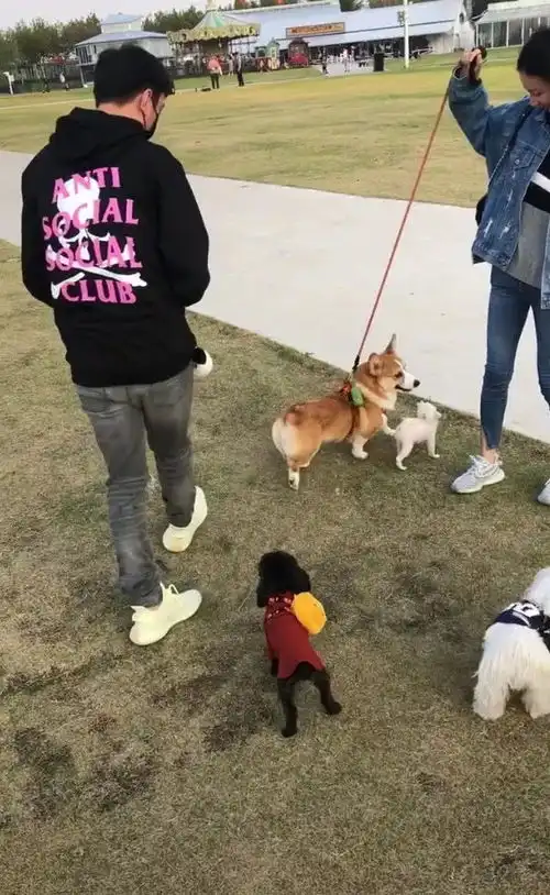 网友偶遇王思聪街头秀恩爱,情侣装街边遛狗,这次终于不是网红了
