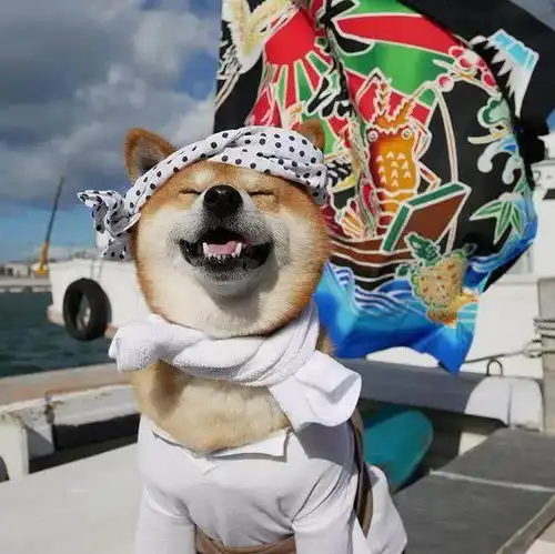 柴犬berry的超治愈笑容,你被他迷住了吗
