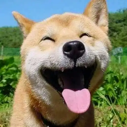 为何现在的男性乐意当舔狗优秀的女性太多,姐只要爱情
