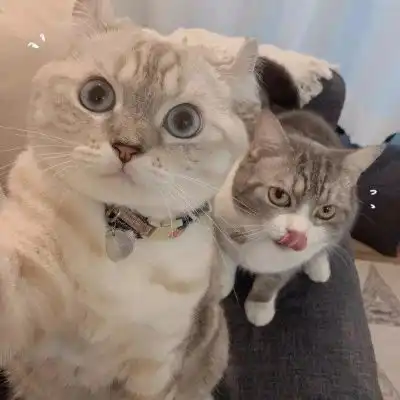 猫咪头像挖空脑微信头像我要个性网
