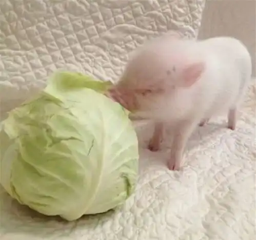 新奇特宠物猪
