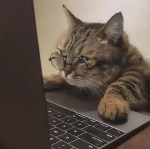 情头可爱猫咪情侣头像
