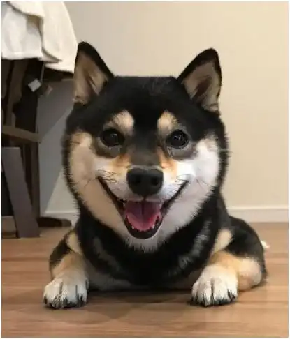 小柴犬时而呆萌时而霸道,身份转换游刃有余,真是只可爱的狗狗
