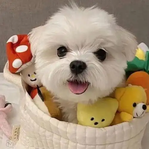 小狗狗头像系列
