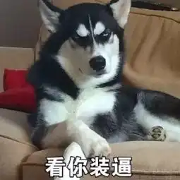 qq头像狗狗呆萌搞笑逗比带字图片.......风光的年龄老化的心
