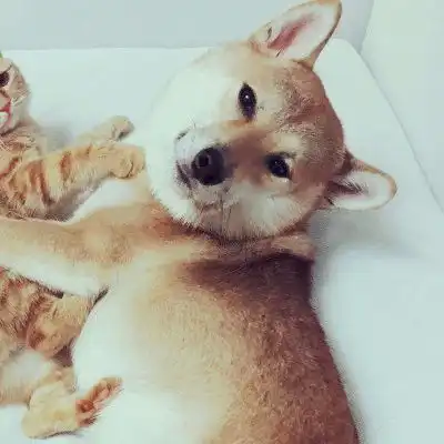 一猫一狗可爱情侣头像
