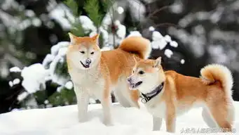 可爱呆萌狗狗唯美写真图片壁纸
