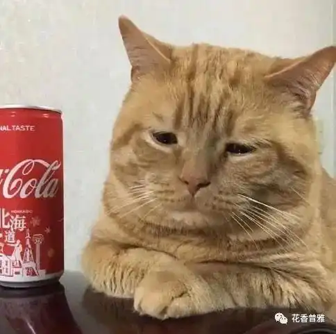 猫猫能有多委屈别说了,我已经开始自责了
