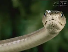 世界哪些蛇最毒图片
