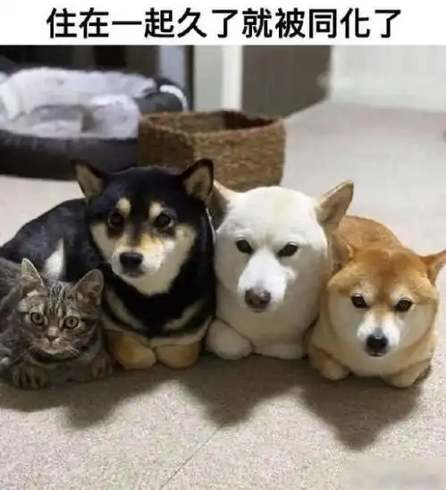 今日趣图像王子一样
