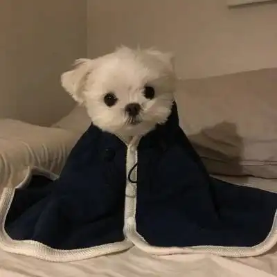 好看的狗狗微信头像狗狗头像萌图片大全
