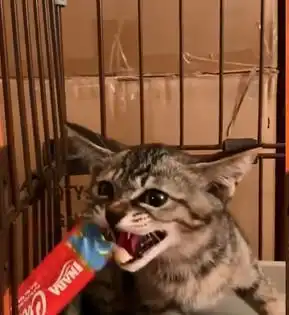 主人给小猫喂零食,猫咪哈气凶人,吃到零食后秒变软萌猫
