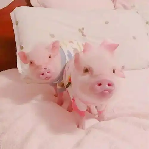 可爱猪头像
