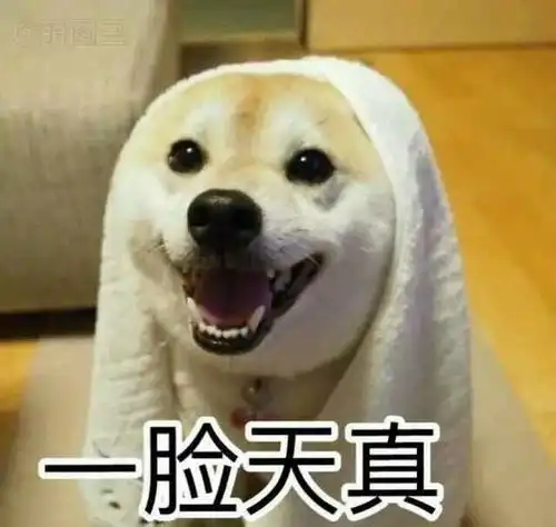 研究证明,母犬比公犬更聪明那我可真不敢养母哈士奇了
