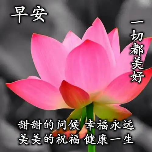 2020星期五清晨早安温馨问候语集锦,早上好鲜花漂亮问候语图片

