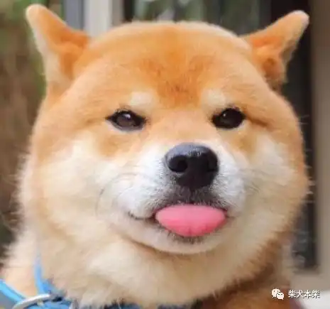 柴犬幼犬价格一般多少钱1000可以买到吗
