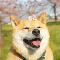 呆萌柴犬头像图片微信头像图片大全
