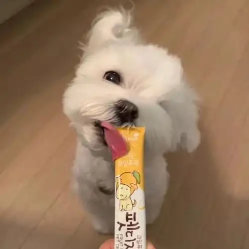 背景图可爱动物萌宠头像猫咪狗狗头像
