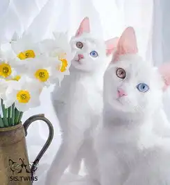 孪生白猫圈粉无数父母是一只白猫和一只黑白相间的花猫
