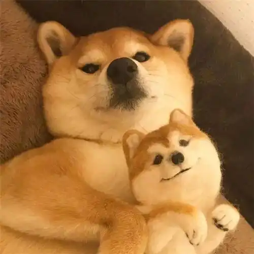一只爱上自己的柴犬,暖暖的超可爱
