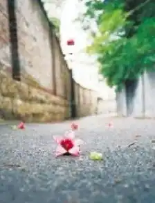 鼓浪屿最美季节旅行全攻略7月后将限人数图
