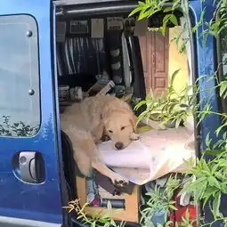 为了和狗狗环游世界,这个妹子自己造了一辆房车
