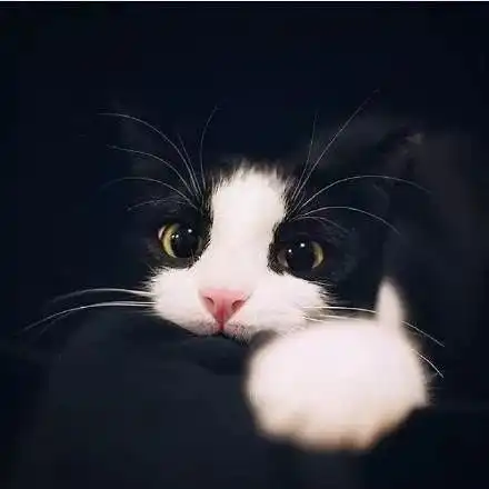 相见恨晚的养宠神器,原来养猫猫狗狗也能那么轻松
