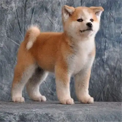 图成都优良血统纯种秋田犬健康活泼已疫苗驱虫成都宠物狗
