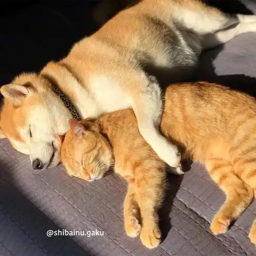 猫咪人不如狗,我酸了
