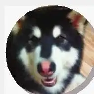 长沙女子因爱犬走失推迟婚礼找狗获未婚夫支持

