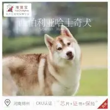 秋田犬幼犬

